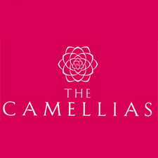camellias